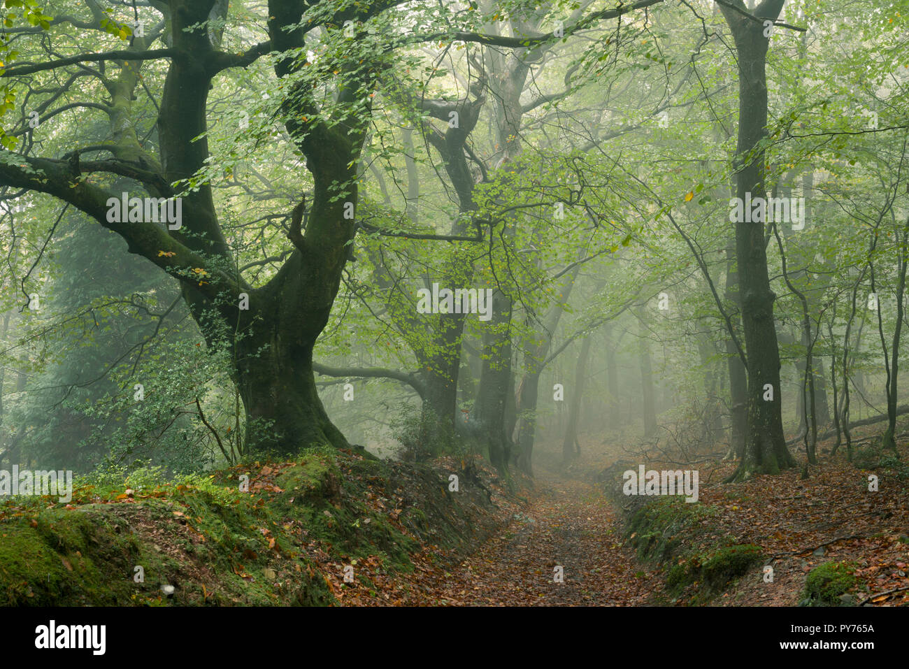 Una nebbiosa bosco di latifoglie in autunno a Dowsborough nelle colline di Quantock, Somerset, Inghilterra. Foto Stock