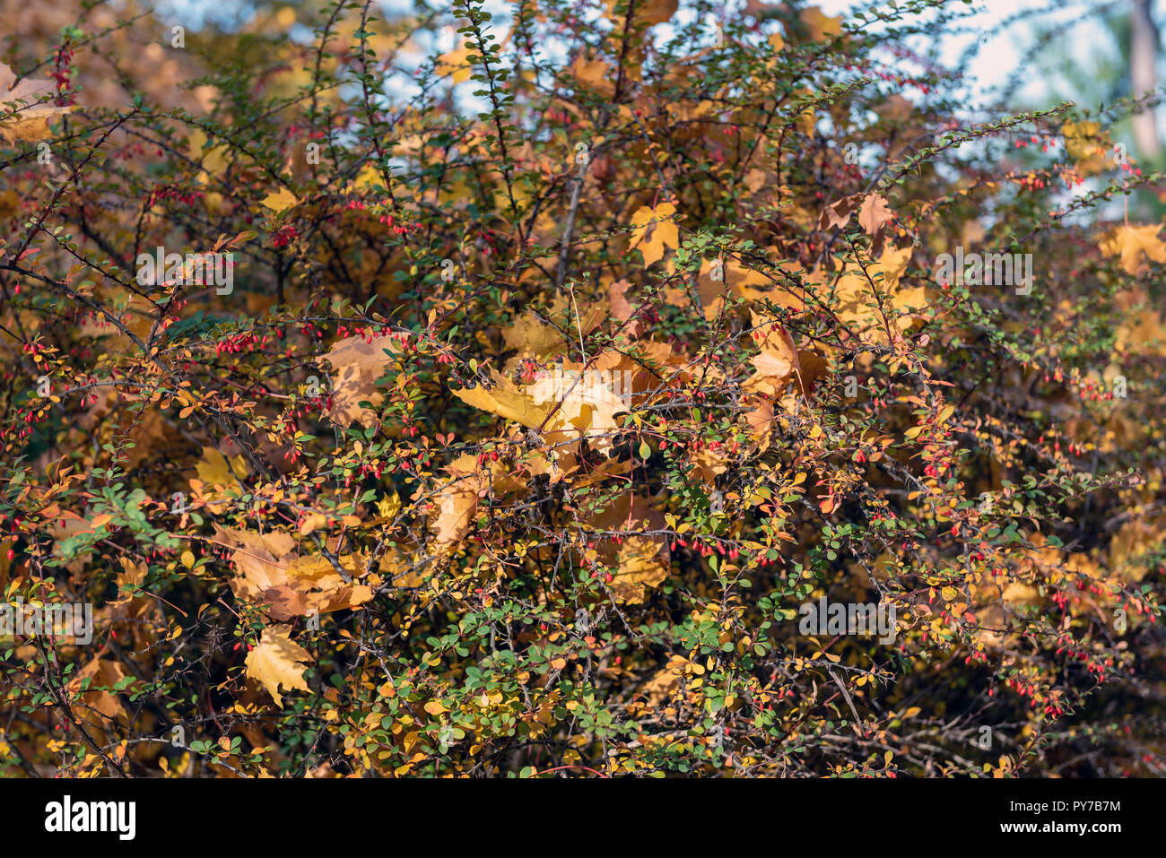 Autunno bush, coperto con foglie d'acero Foto Stock