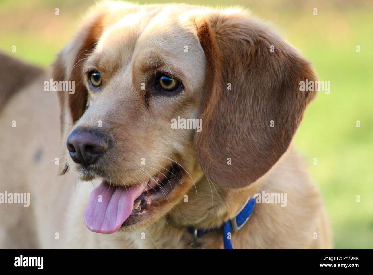 Lab Beagle Mix Foto Stock