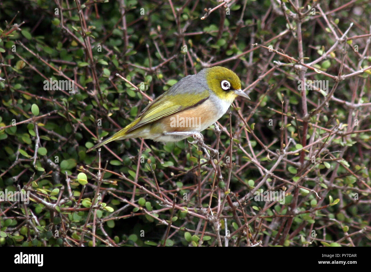 Silvereye bird, Nugget Point, Catlins, Isola del Sud, Nuova Zelanda Foto Stock