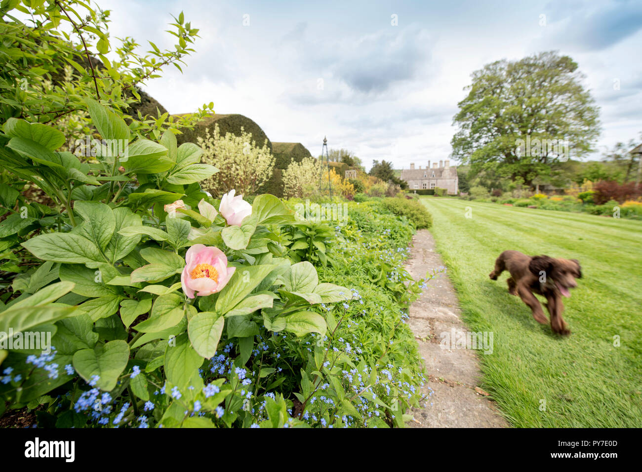 Le peonie nel Herbaceous borders al Miserden Estate in GLOUCESTERSHIRE REGNO UNITO Foto Stock