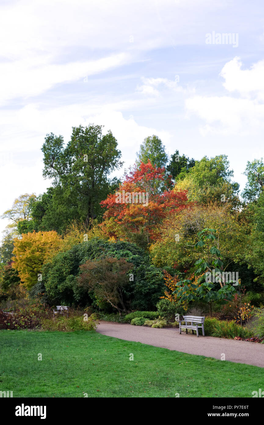 Colore di autunno a RHS Wisley Gardens. Foto Stock