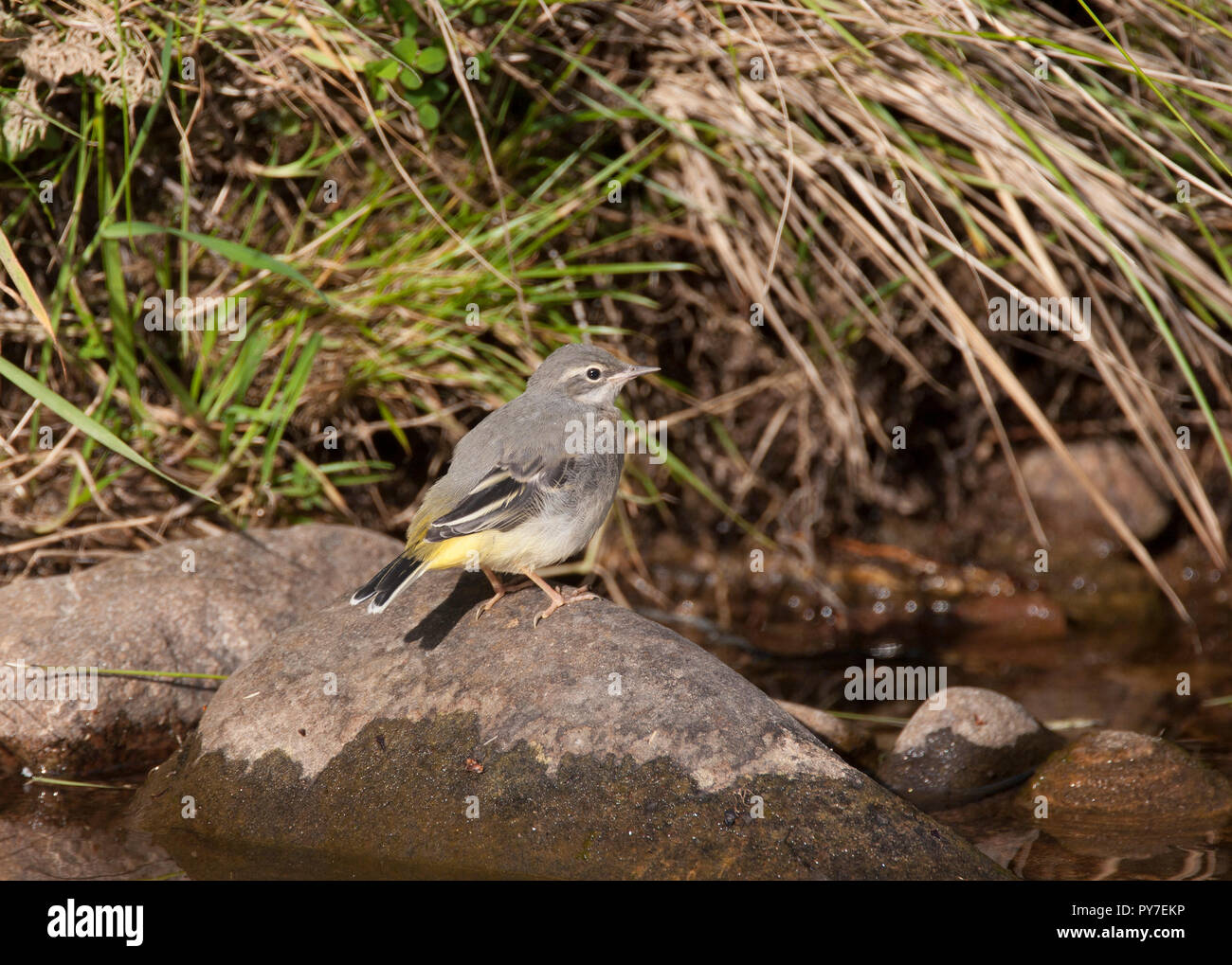 Grigio, Wagtail Motacilla cinerea, singolo bambino in piedi sulla roccia. Presa di giugno. Findhorn Valley, Scotland, Regno Unito. Foto Stock