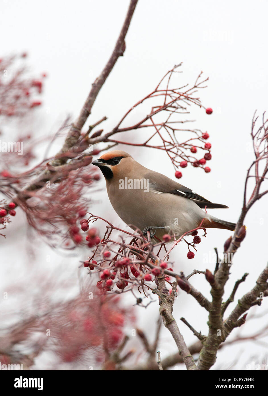 , Waxwing Bombycilla garrulus, singolo adulto arroccato nella struttura ad albero. Presa di febbraio. Goring-da-mare, West Sussex, Regno Unito Foto Stock