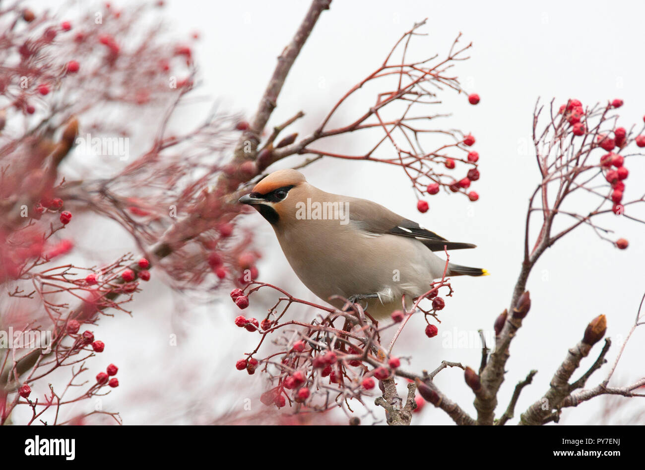 , Waxwing Bombycilla garrulus, singolo adulto arroccato nella struttura ad albero. Presa di febbraio. Goring-da-mare, West Sussex, Regno Unito Foto Stock