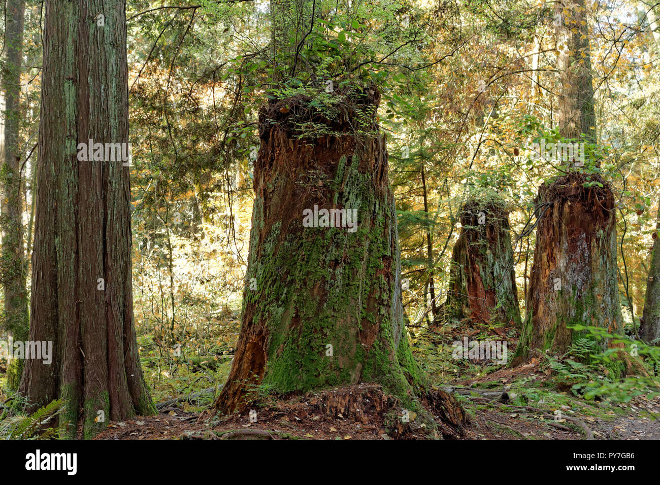 Registrato la crescita primario di tronchi di alberi nella foresta, spirito pacifico parco regionale e preservare la natura, Vancouver, BC, Canada Foto Stock