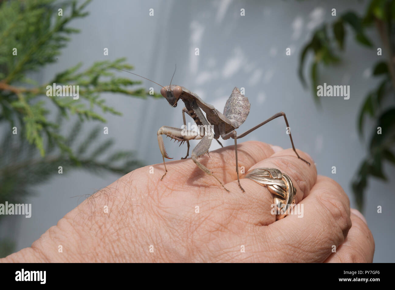 Una mantide religiosa, Iris oratoria, passeggiate sul retro di una mano di un uomo Foto Stock