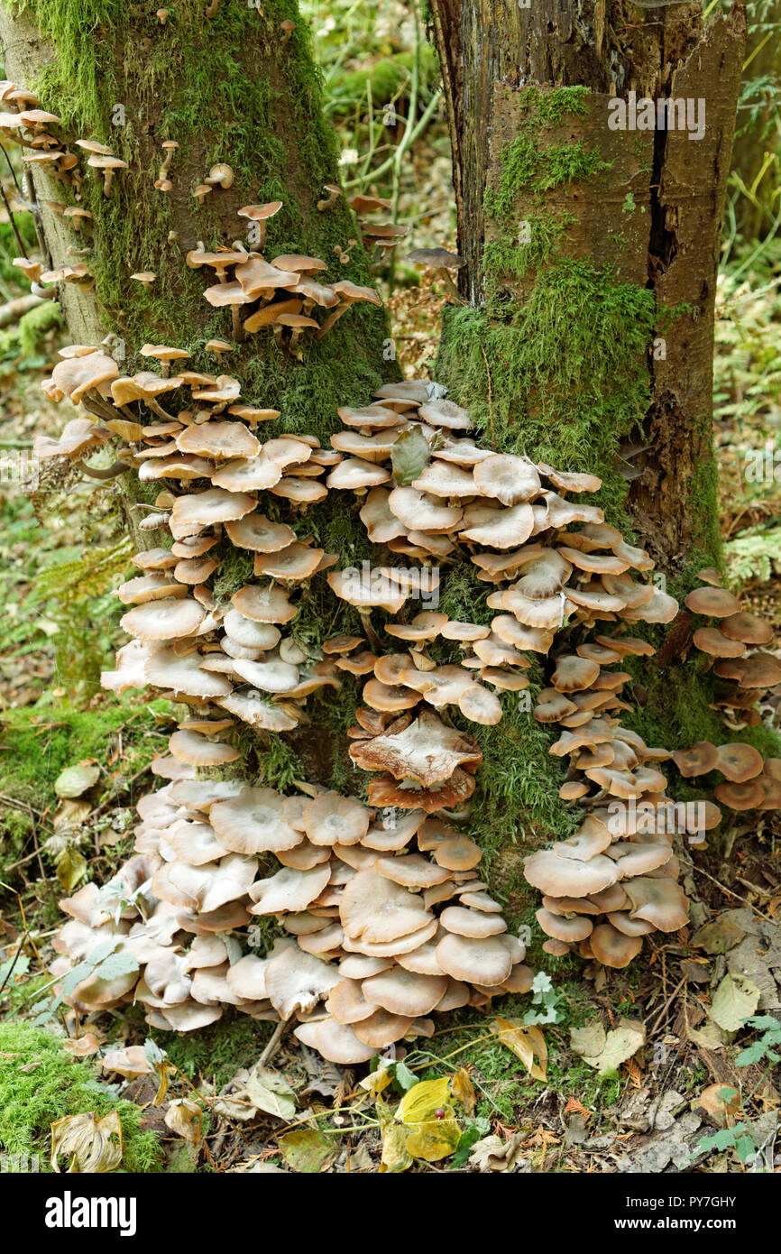 Colonia di miele funghi sul tronco di una conifera in spirito pacifico parco regionale e preservare la natura, Vancouver, BC, Canada Foto Stock