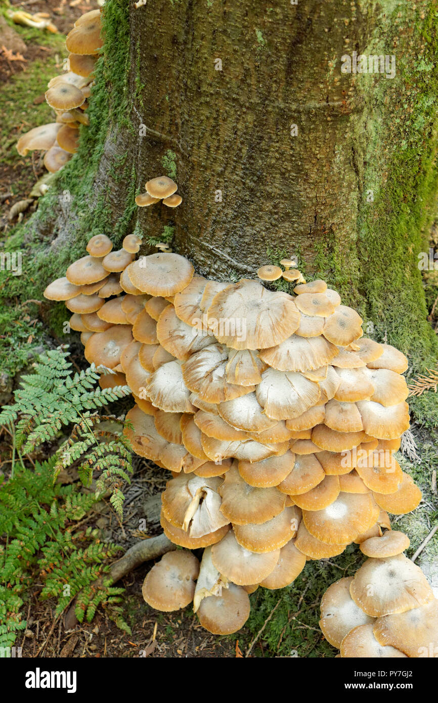 Colonia di miele funghi sul tronco di una conifera in spirito pacifico parco regionale e preservare la natura, Vancouver, BC, Canada Foto Stock