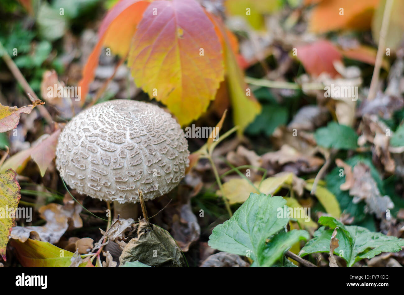 Toadstool a fungo con erba e foglie di autunno in autunno Foto Stock