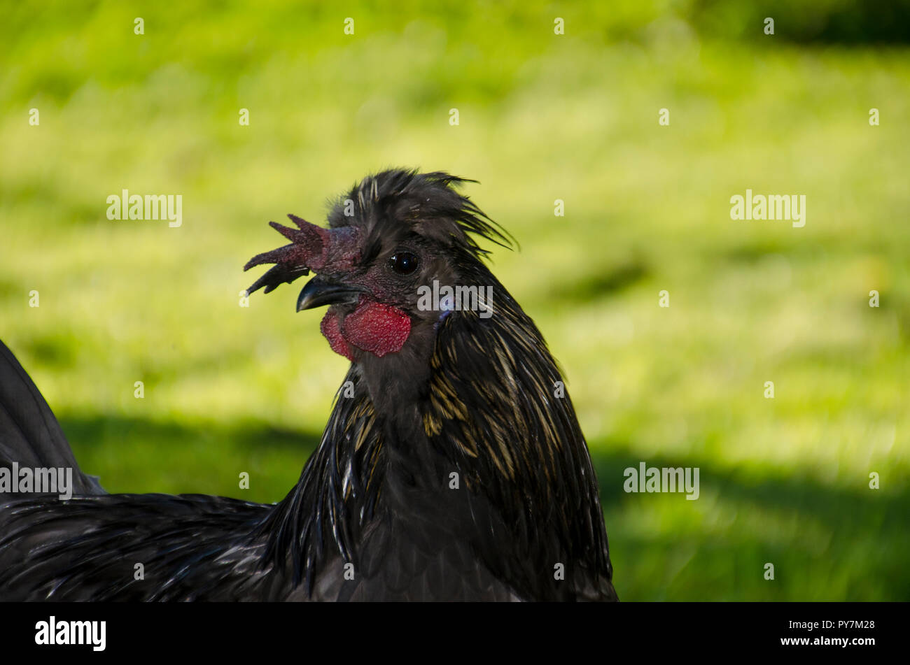 Nero gallo di Cochin con un floppy unusal vicino a pettine fino a guardare, Maine, Stati Uniti d'America Foto Stock