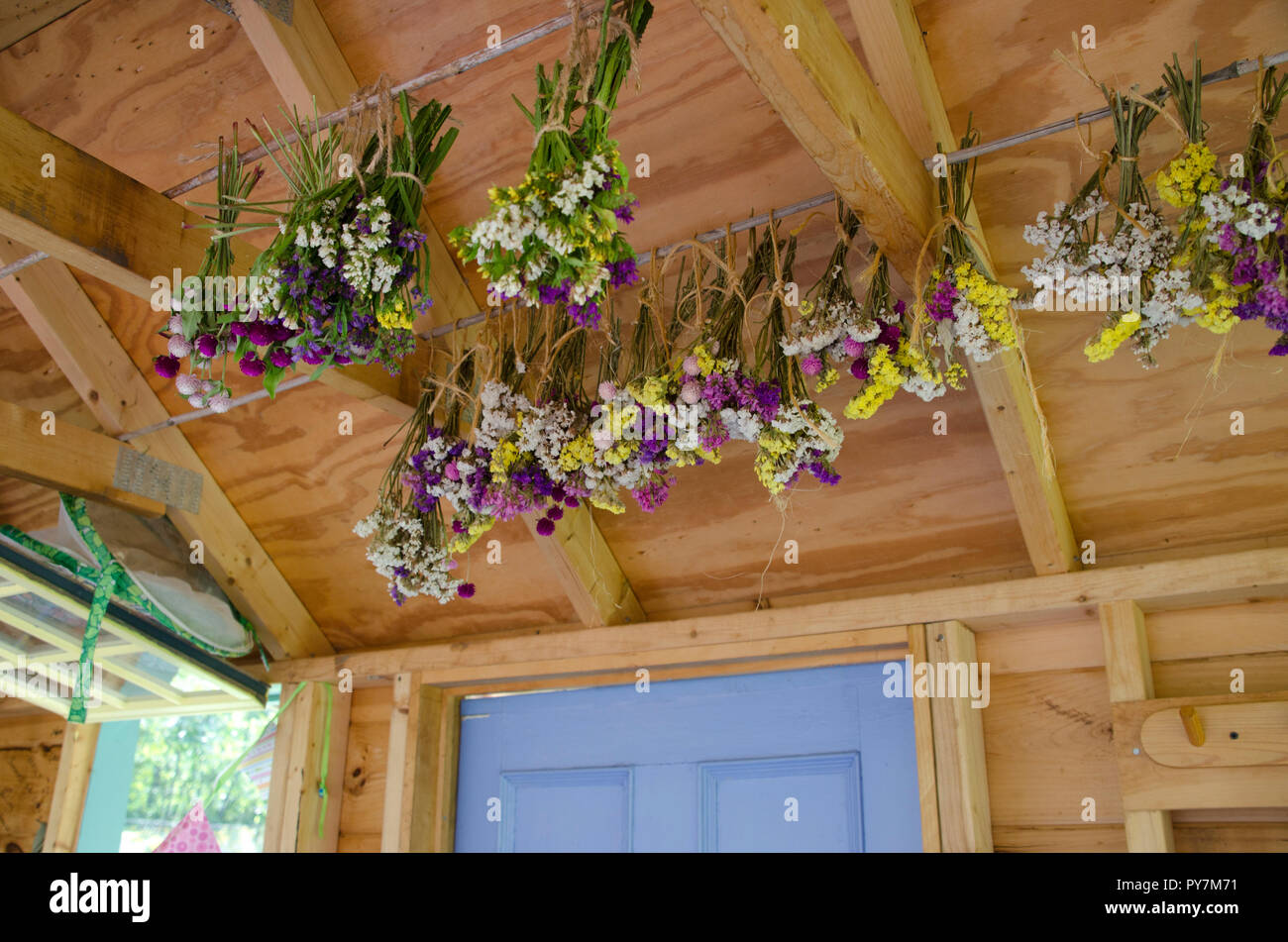 Fiori Secchi: Statice fiori e gomphrena essiccamento in una Tettoia da giardino, alla fine dell'estate nella Comunità giardino, Maine Foto Stock