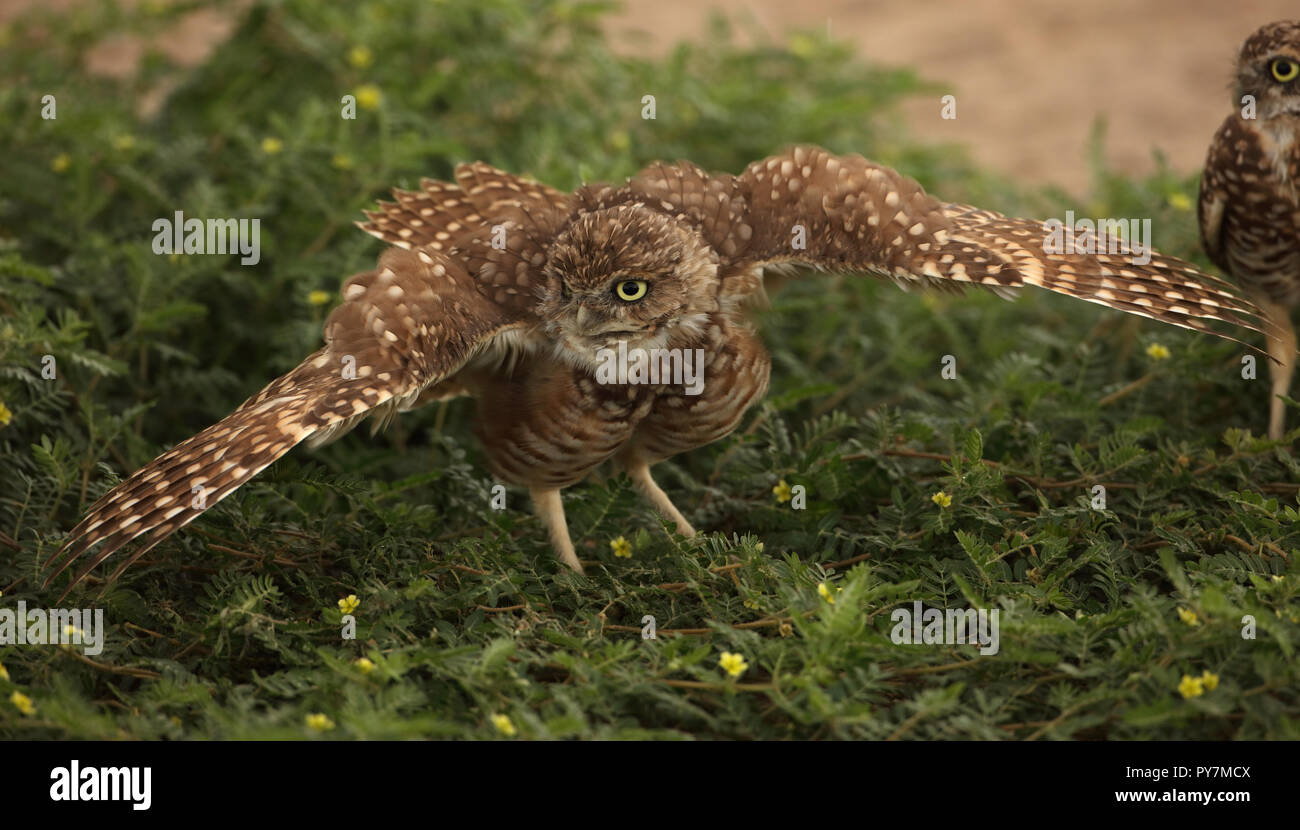 Scavando civetta (Athene cunicularia), Arizona, 'rain dance' Foto Stock