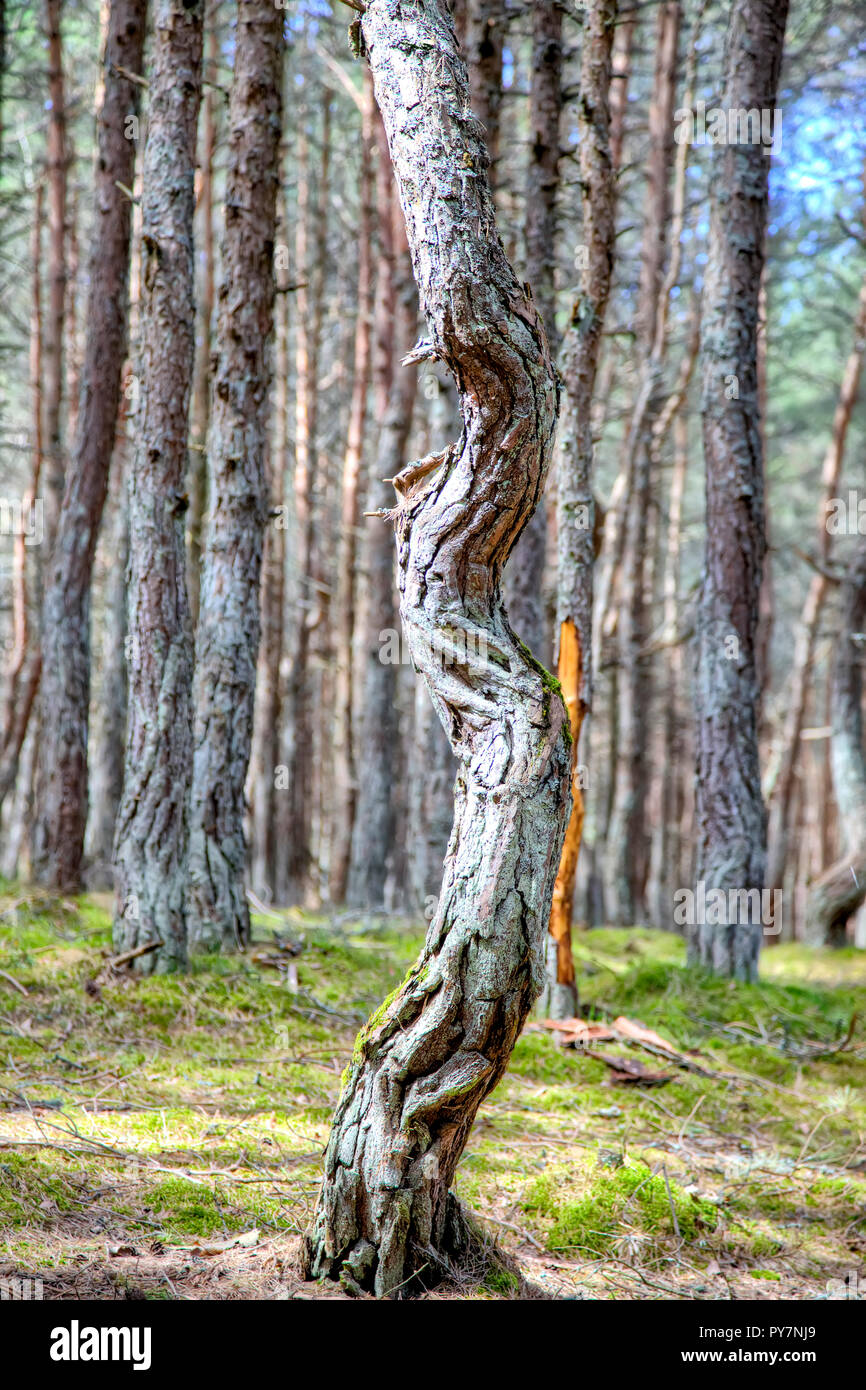 La regione di Kaliningrad. Curonian Spit. Dune Round. Foresta di ballo Foto Stock