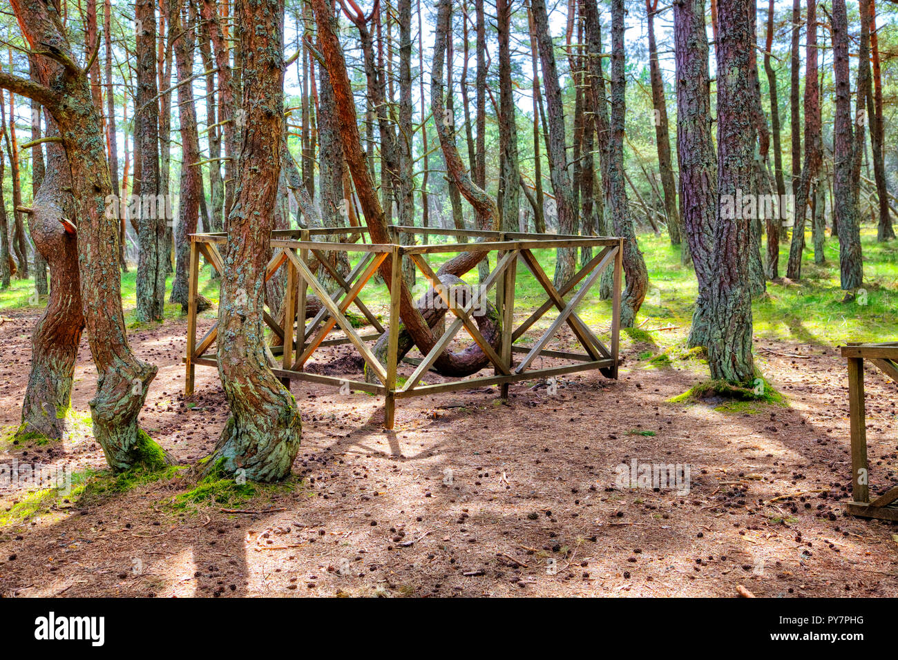 La regione di Kaliningrad. Curonian Spit. Dune Round. Foresta di ballo Foto Stock