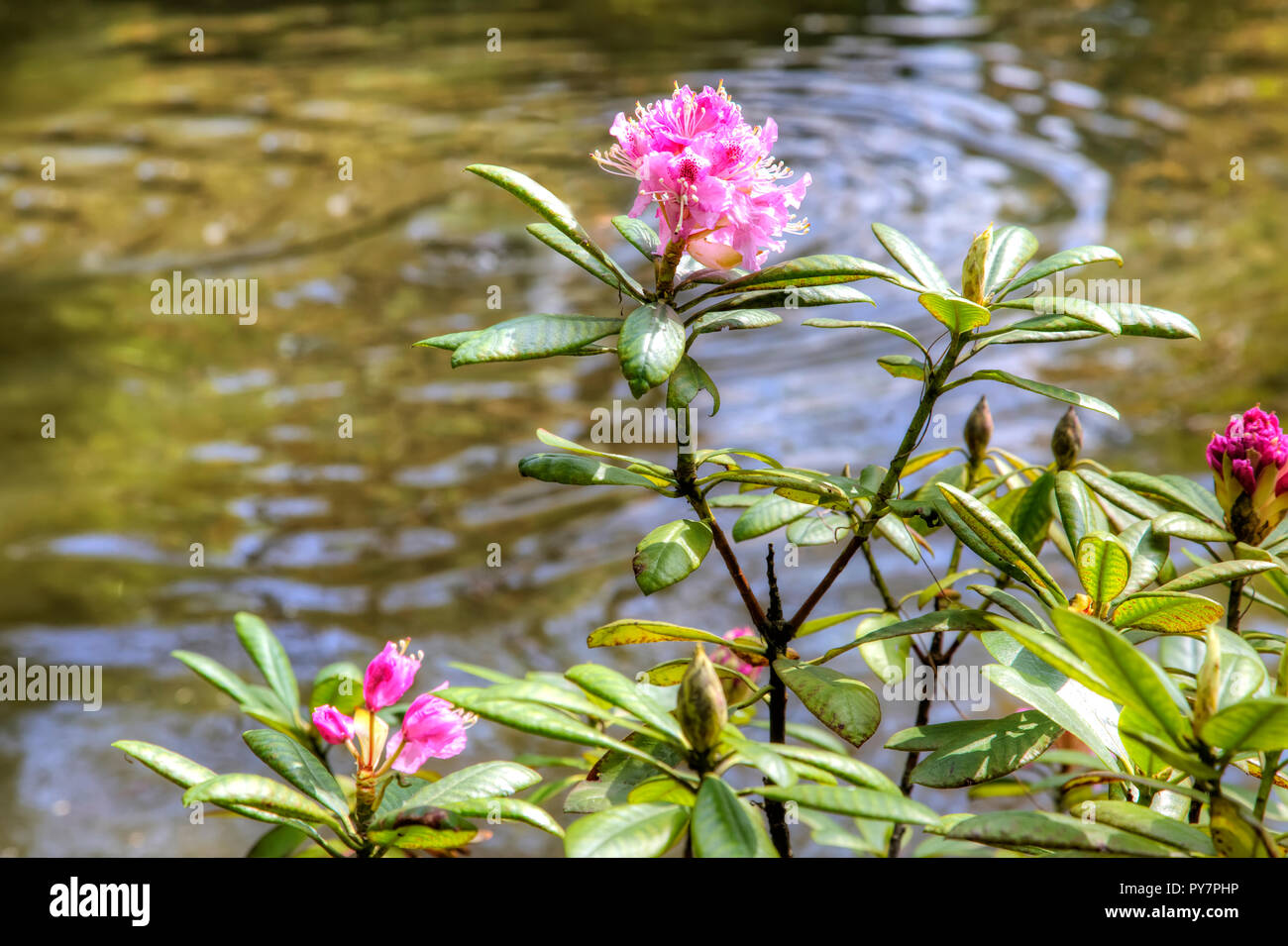 Pianta Flowering rhododendron sullo sfondo di acqua in primavera Foto Stock