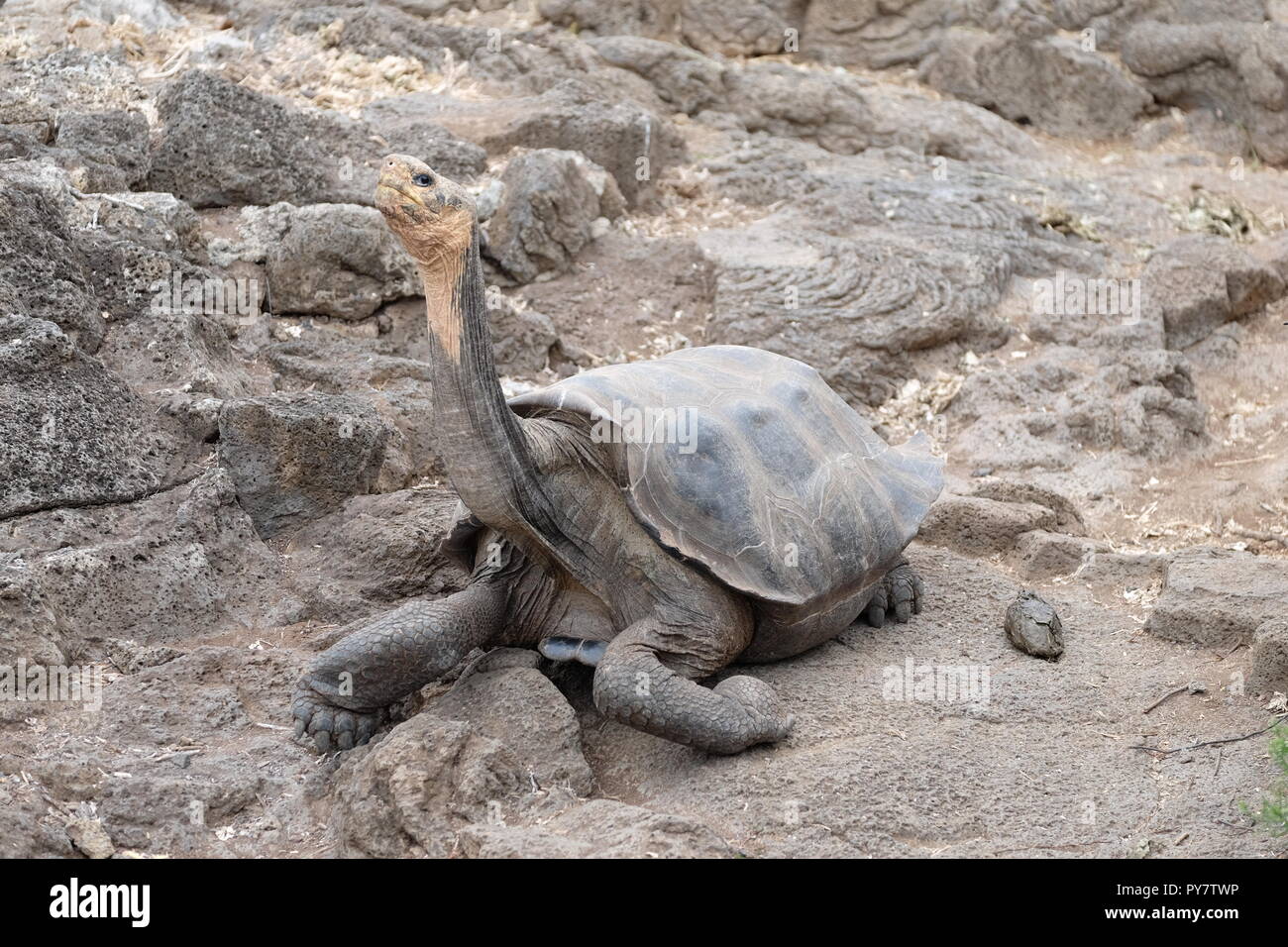 Giant lungo collo a tartaruga il Charles Darwin Centre, Galapagos Isola Foto Stock