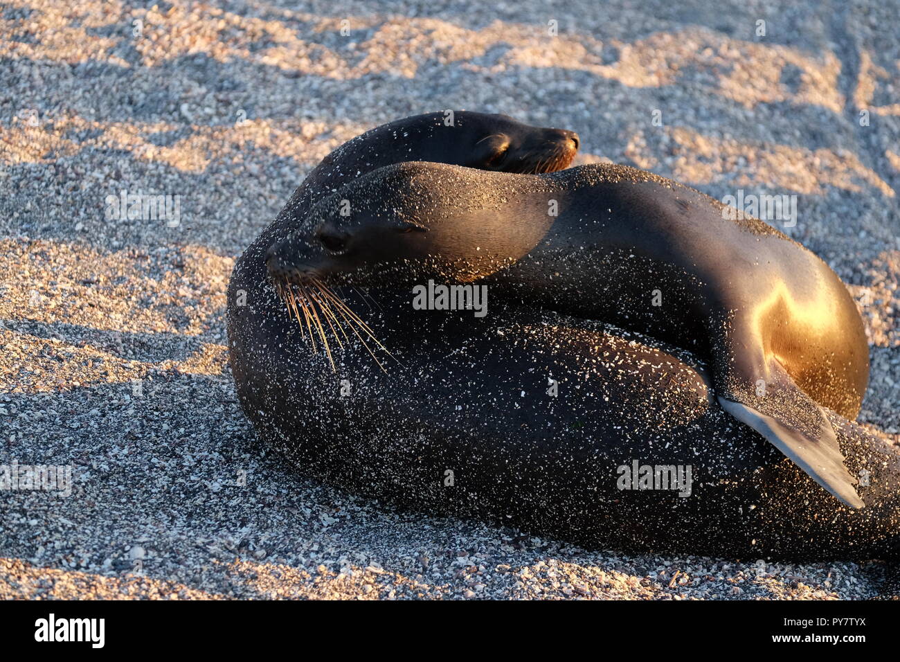 Due guarnizioni giocando su una spiaggia di ciottoli, Isole Galapagos Foto Stock