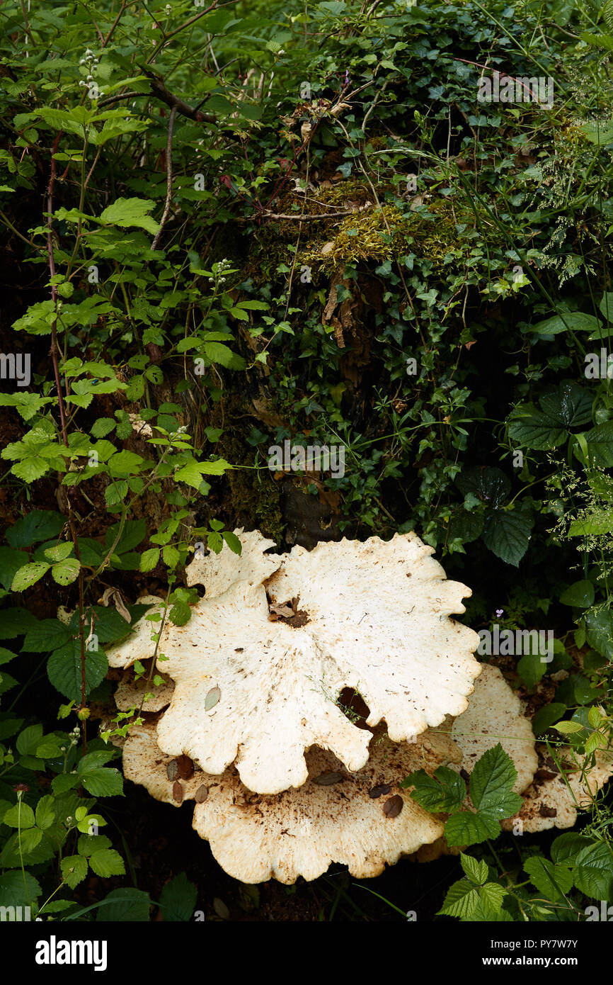 Staffa di bianco di funghi sul ceppo di albero e la vegetazione, Croydon, England, Regno Unito, Europa Foto Stock
