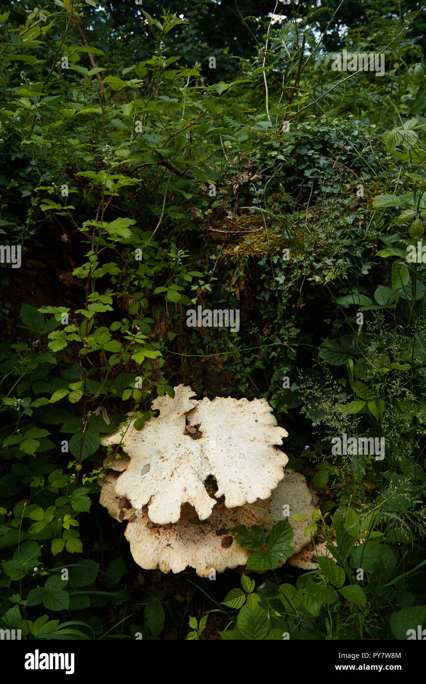 Staffa di bianco di funghi sul ceppo di albero e la vegetazione, Croydon, England, Regno Unito, Europa Foto Stock