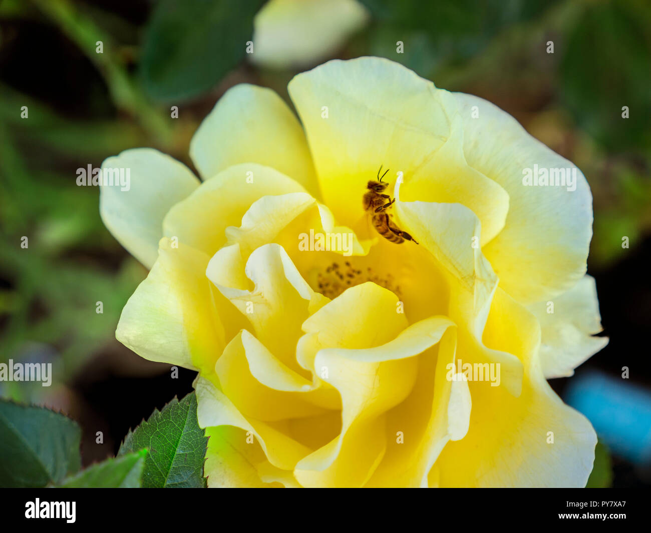 Il miele delle api raccogliendo il polline di un 'Rosa Interictira glorioso' rosa gialla in piena fioritura in una fauna ricca di nettare garden Foto Stock