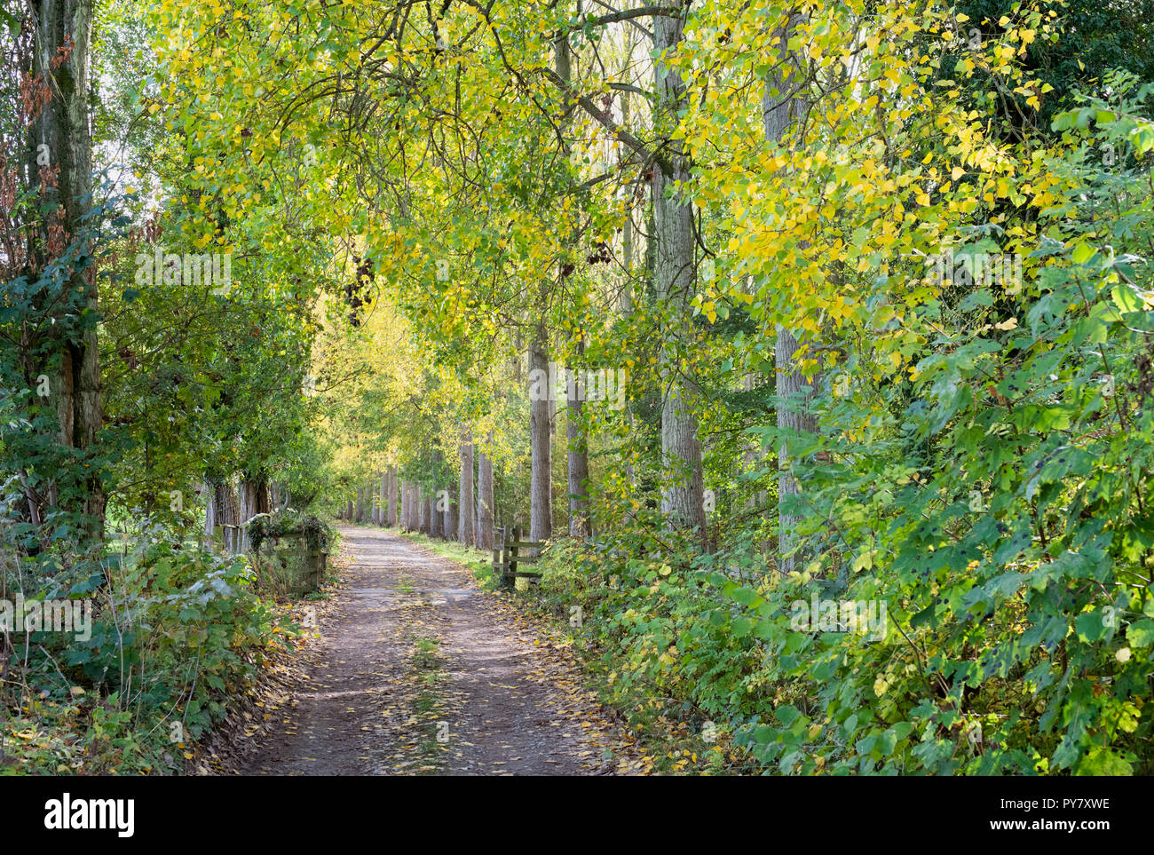 Pista di fattoria fiancheggiata da alberi d'autunno nel cotswolds. Broadway, Worcestershire, Inghilterra Foto Stock