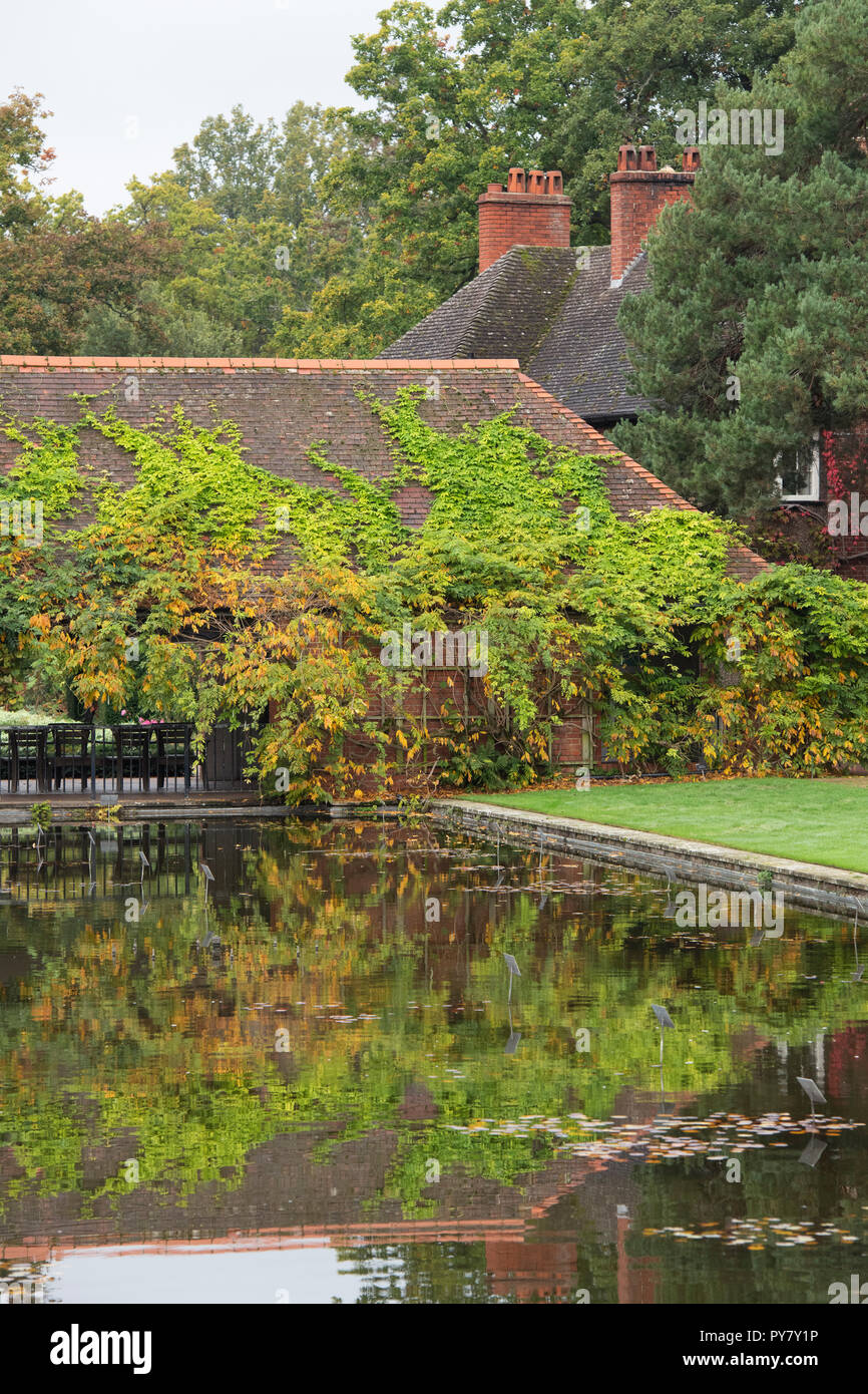In autunno il fogliame di glicine su un edificio che si riflette nello stagno ad RHS Wisley Gardens, Surrey, Inghilterra Foto Stock