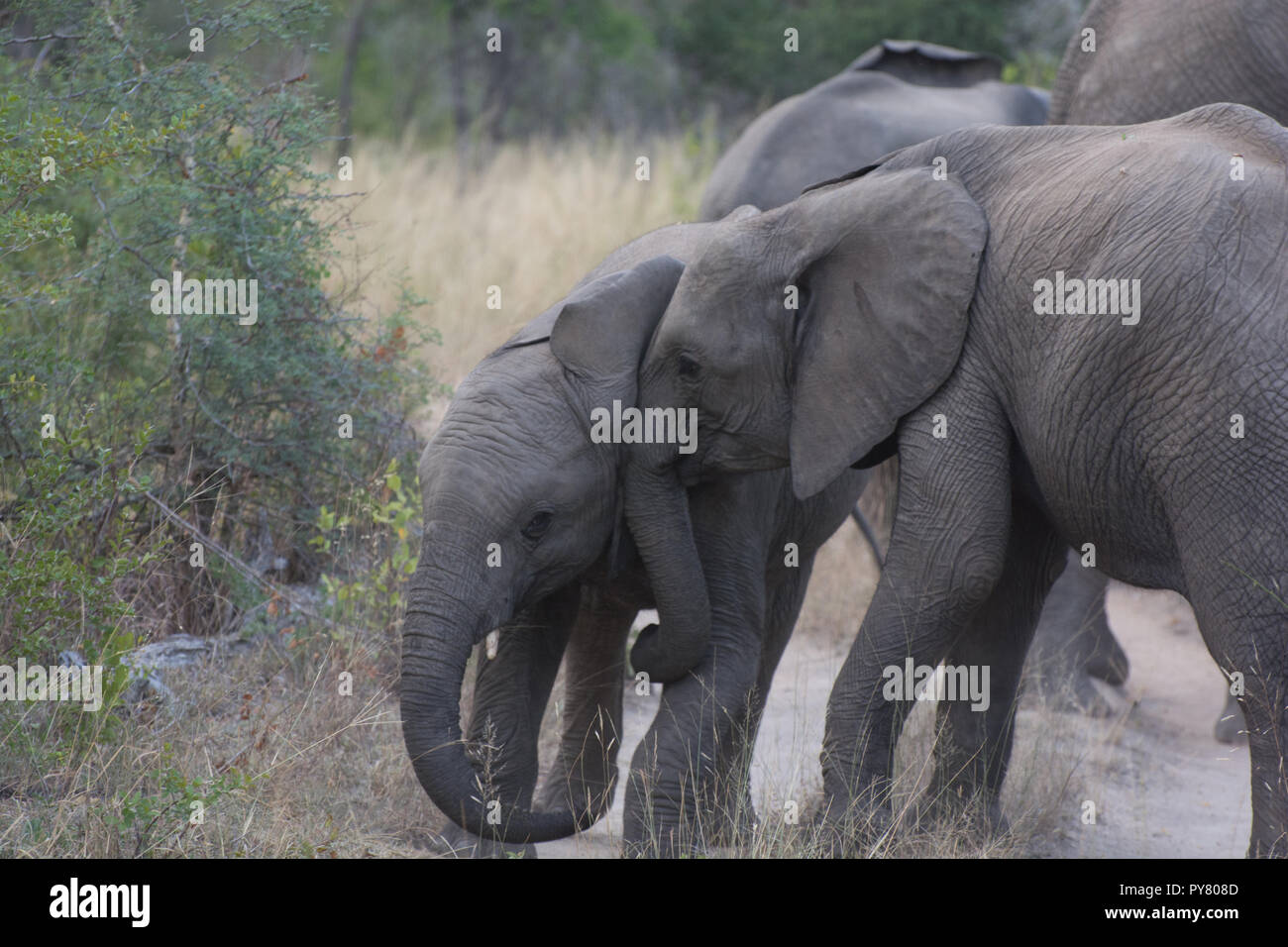 Un gruppo di famiglia dell'elefante africano (Loxodonta africana) salutarci in bussola nella Sabi Sands, maggiore Kruger, Sud Africa Foto Stock