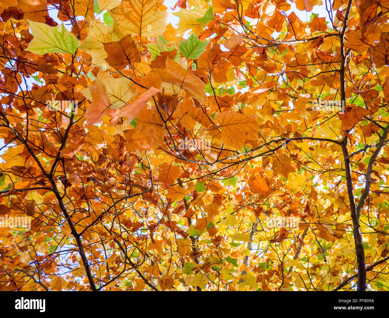 In autunno, dai colori intensi fogliame di un albero alto. Foto Stock