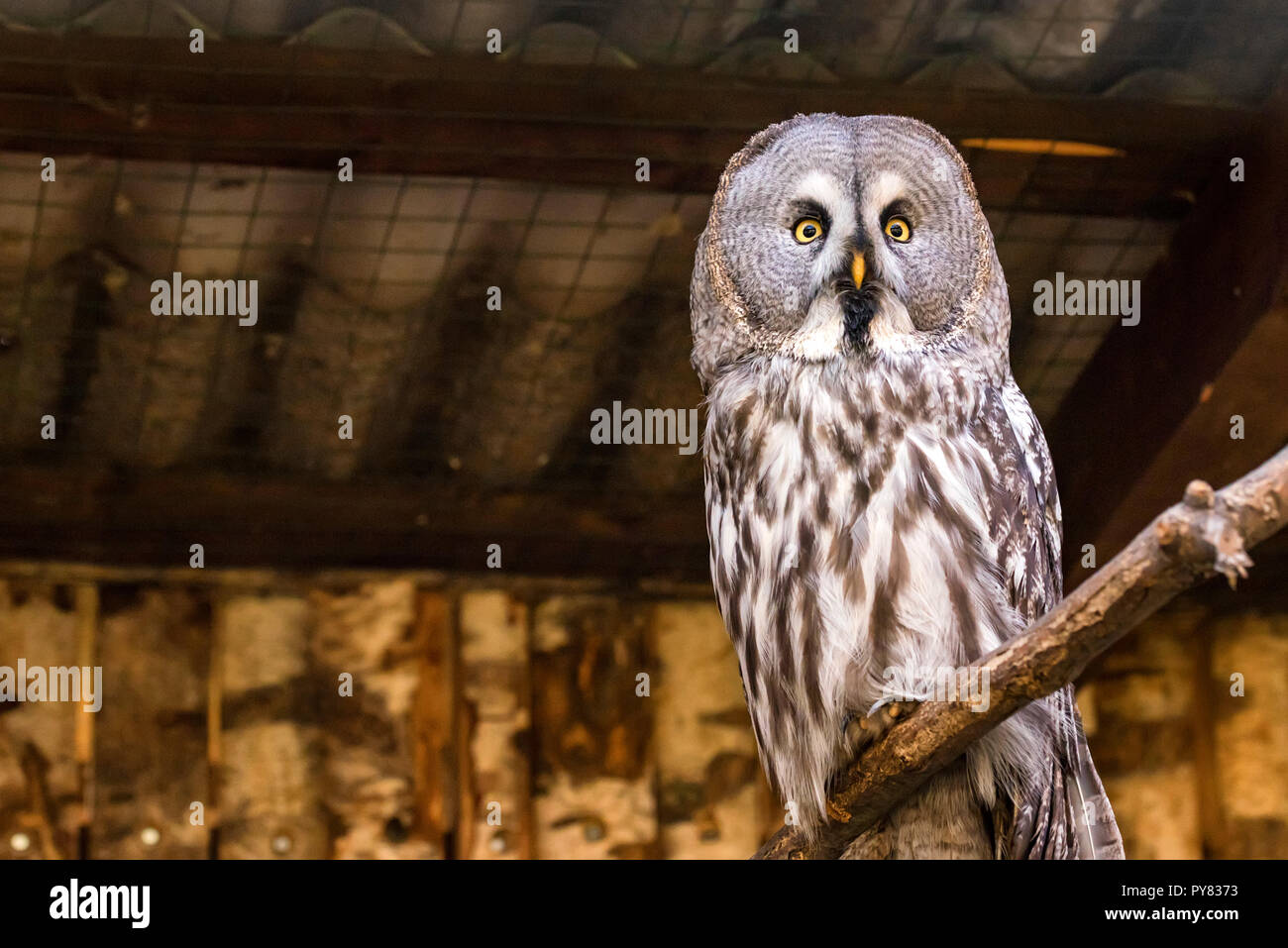 Grande Gufo grigio o Strix nebulosa sul ramo vicino Foto Stock