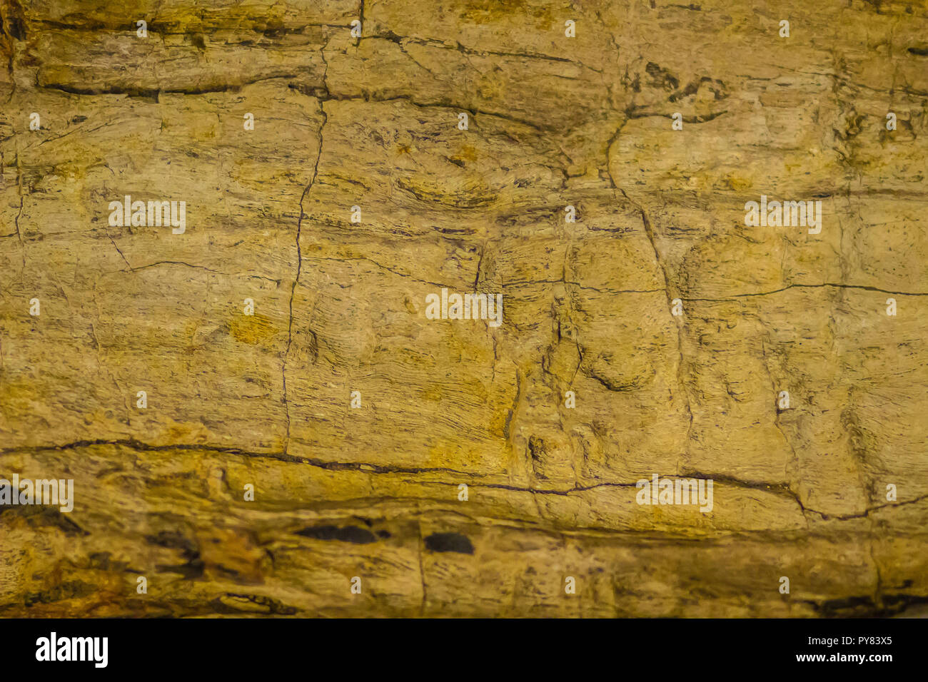 Sfondo di legno pietrificato, un tipo speciale di resti fossili di vegetazione terrestre di albero o albero-come le piante aventi transitione completamente Foto Stock