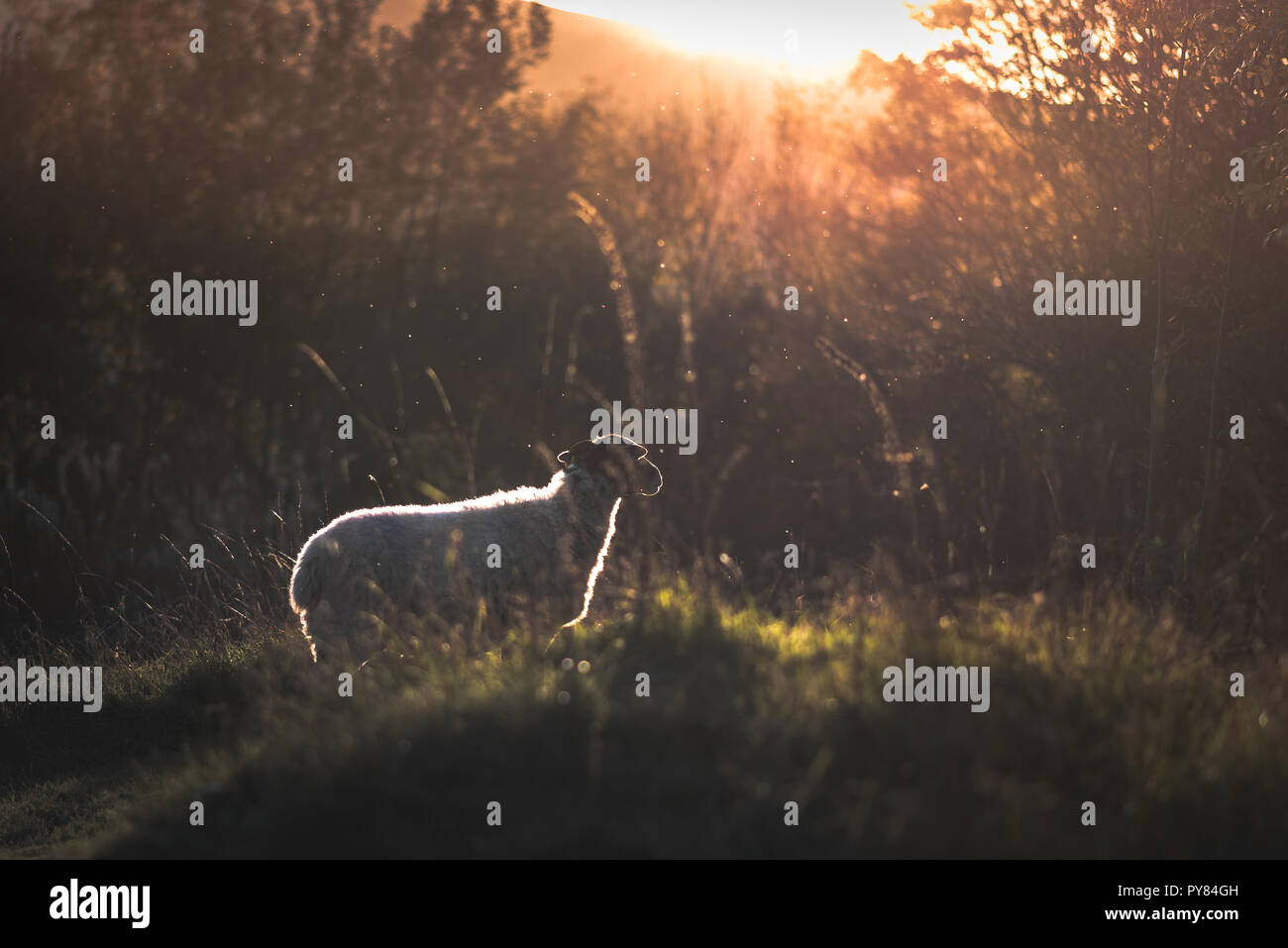 Un moody immagine con una pecora rivolta lontano dalla fotocamera nel Regno Unito Foto Stock