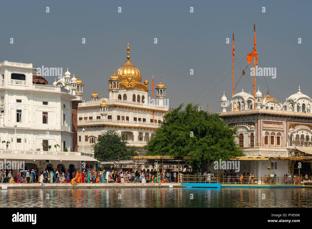 Santo albero a Amrit Samovar lago a Tempio Dorato, Amritsar Punjab, India Foto Stock