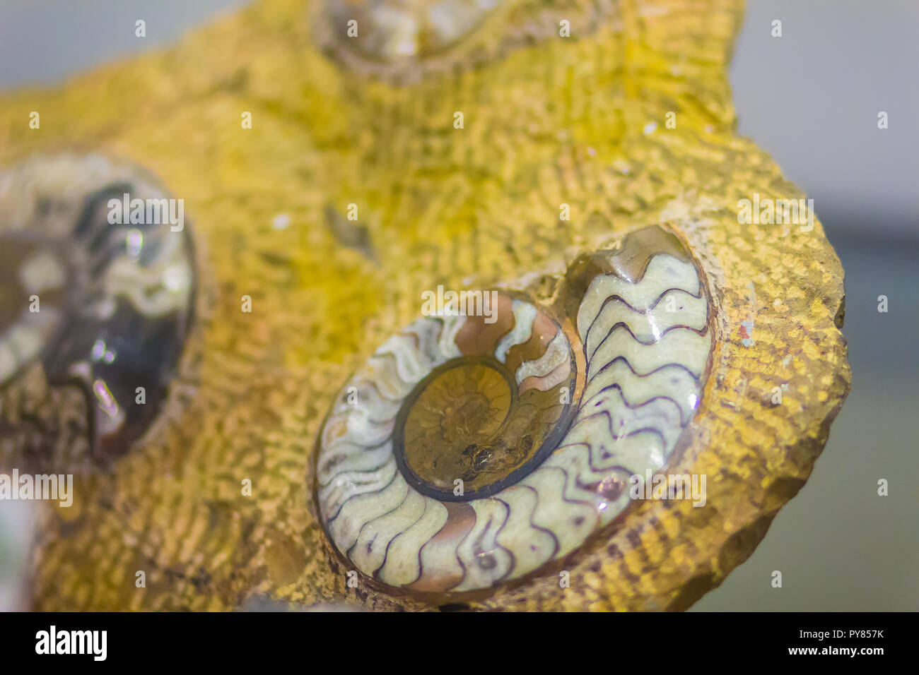 Le ammoniti sono forse il più ampiamente conosciuta di fossili. I primi figli di Ammon visualizzato durante il Devoniano, e l'ultima specie sono morti durante il Cretac Foto Stock