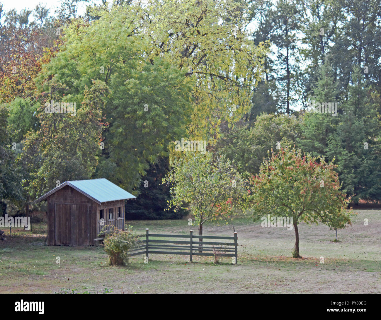 Una coppia di alberi di mele e un vecchio pollaio girato tugurio aggiunge alla bellezza rustica di questo piccolo campo in autunno di quest'anno. Foto Stock