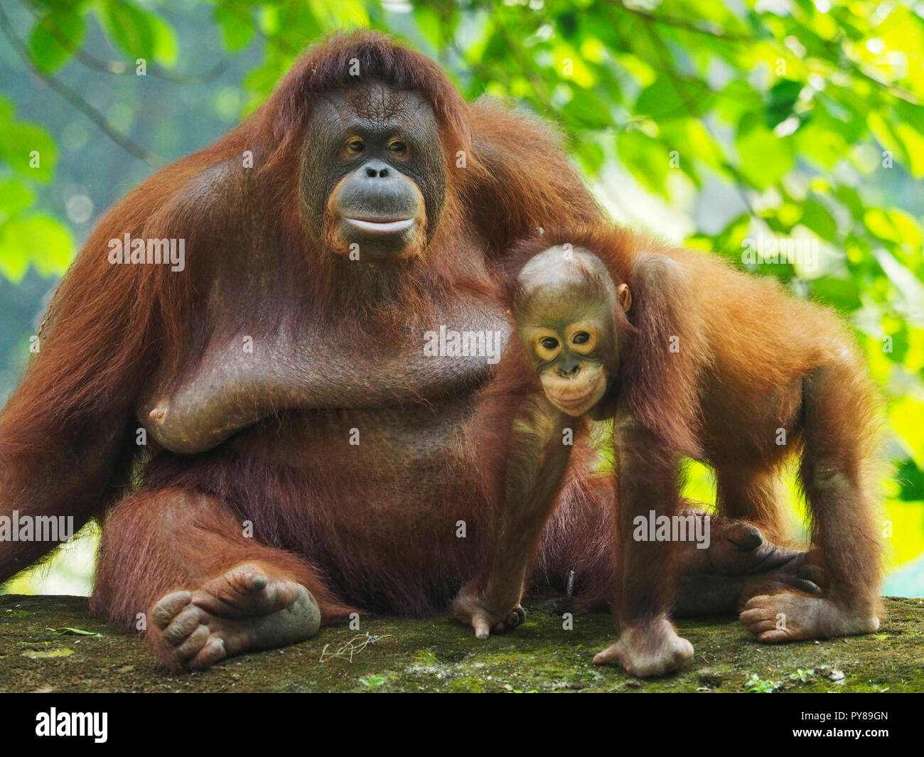 Orang Utan guarda la fotocamera e mostrando l'espressione Foto Stock