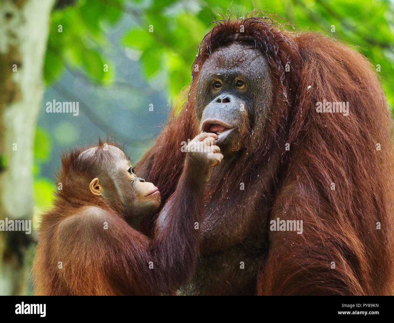 Orang Utan guarda la fotocamera e mostrando l'espressione Foto Stock