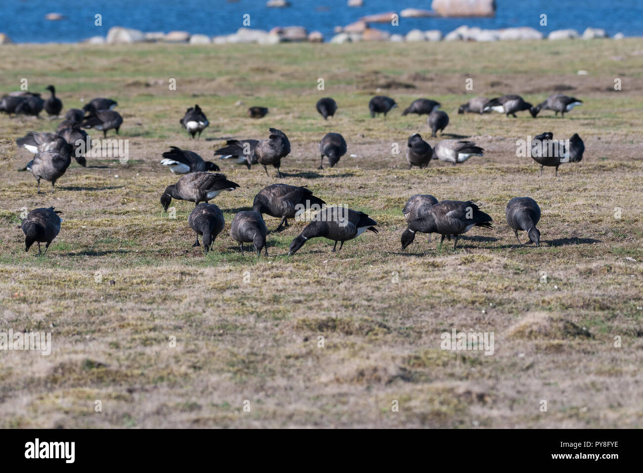 Gruppo con la migrazione di Brent Oche, Branta Bernicla, dalla costa all'isola svedese Oland Foto Stock