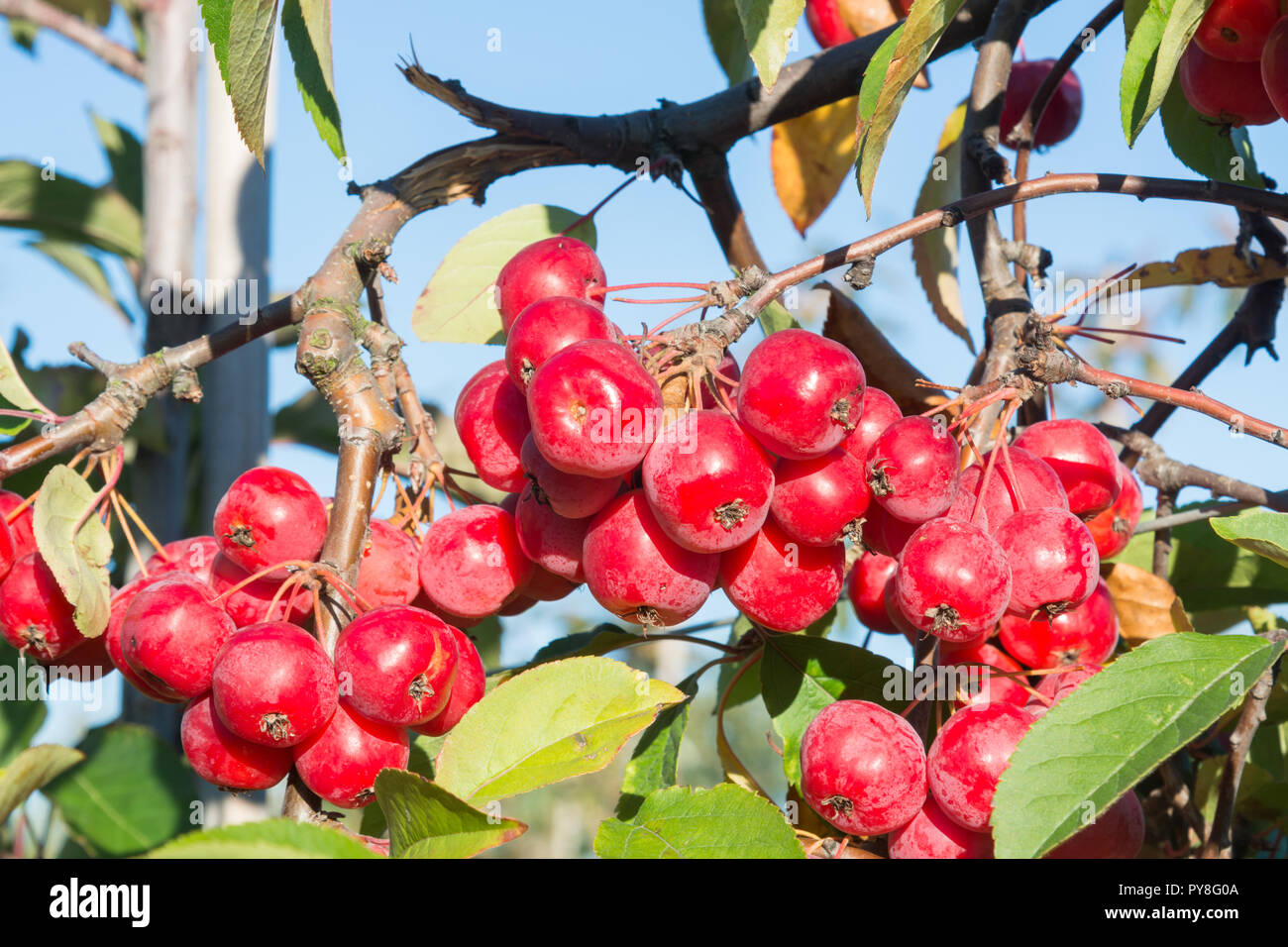 Malus x robusta 'Red Sentinel' Foto Stock