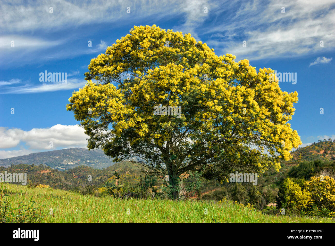 Un albero di mimosa ai piedi delle colline di Monchique, Algarve, PORTOGALLO Foto Stock