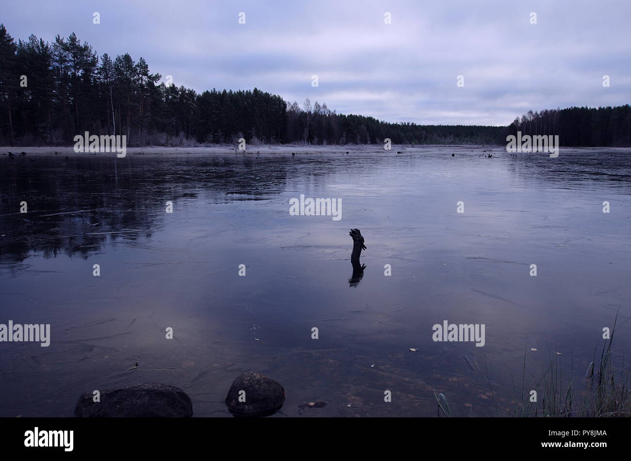 Primo sottile strato di ghiaccio su un lago in Dalarna in una fredda mattina di autunno. Foto Stock