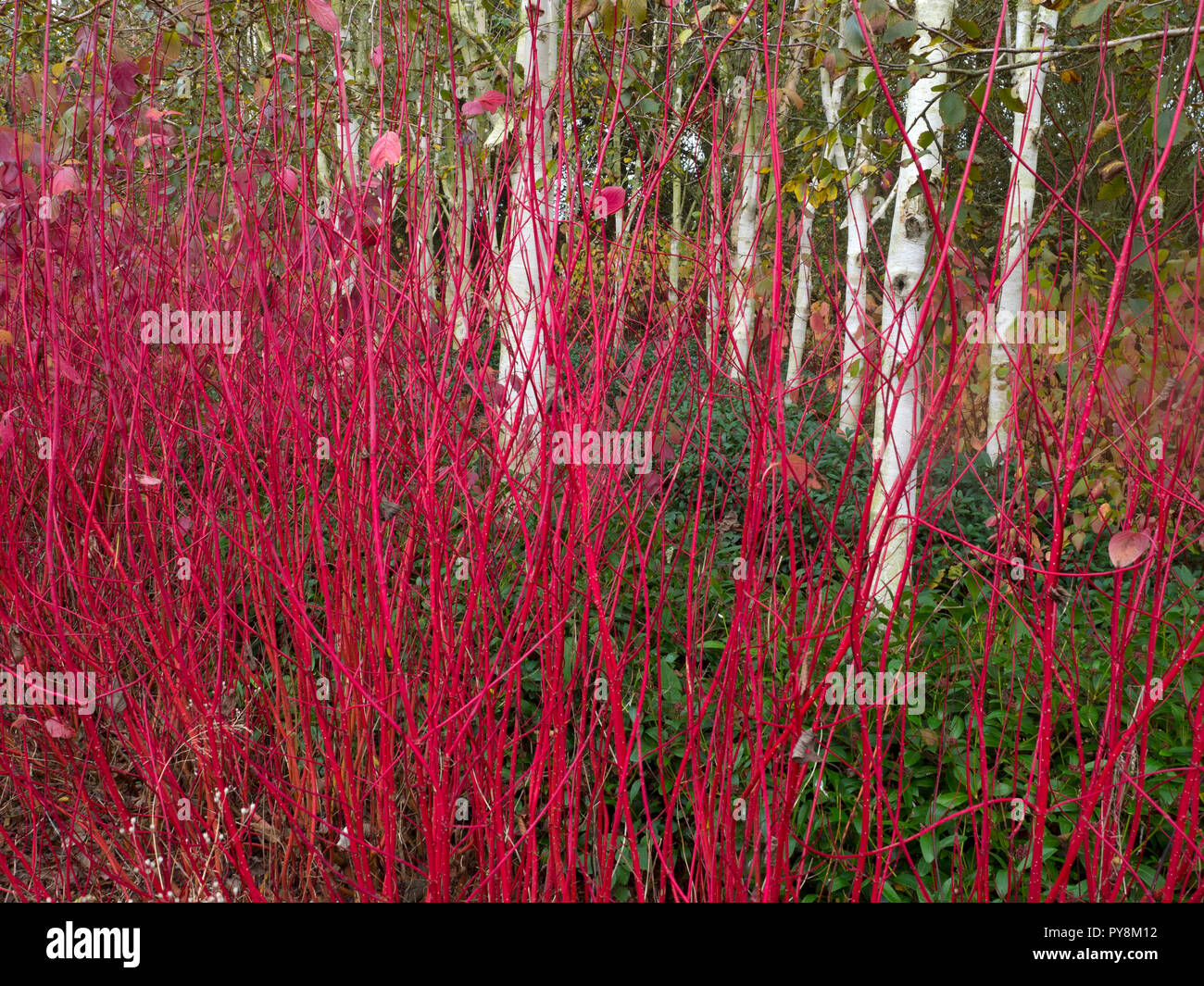 L'Himalayan betulle Betula utilis var jacquemontii e rosso ramoscello Sanguinello cornus sibirica metà ottobre Foto Stock
