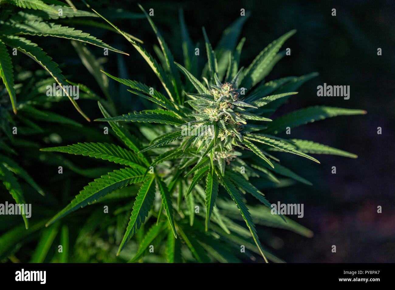 Pomeriggio di luce colpisce un bellissimo bocciolo di marijuana a un crescere all'aperto-op. Foto Stock