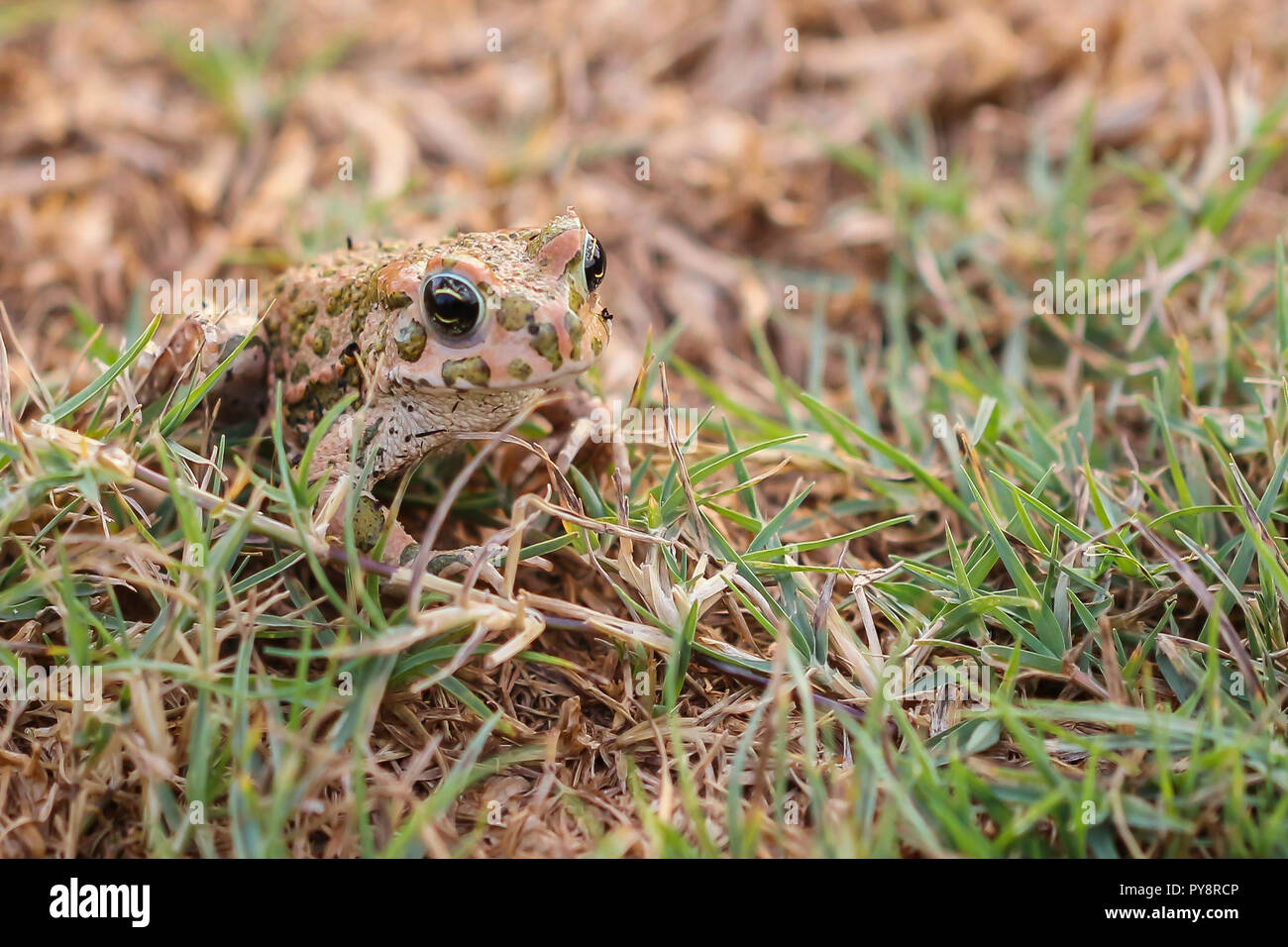 Una foto di chiusura della piccola rana sull'erba Foto Stock