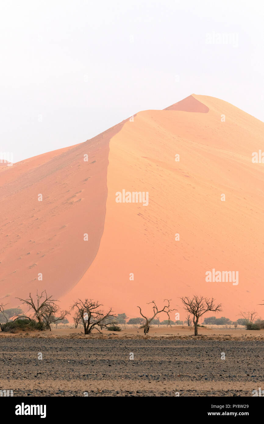 La Namibia dune di sabbia e alberi, il paesaggio del deserto a Sossusvlei, Namib Desert, Namib-Naukluft National Park, Namibia Africa Foto Stock