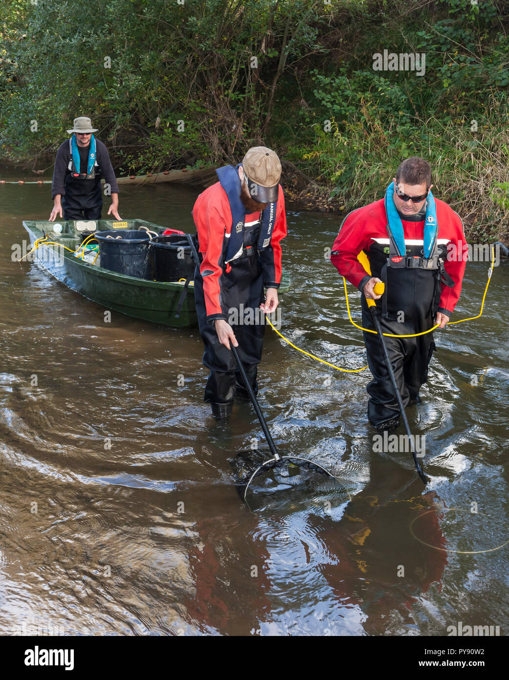 Agenzia per l'ambiente team electrofishing fiume Medway a campione delle popolazioni ittiche e raccogliere dati circa la salute del fiume. Foto Stock