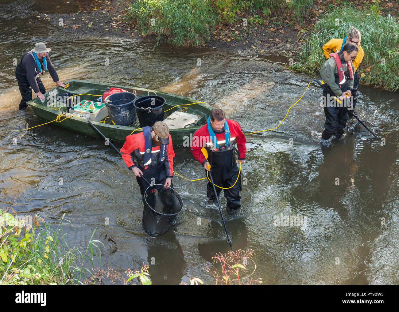 Agenzia per l'ambiente team electrofishing fiume Medway a campione delle popolazioni ittiche e raccogliere dati circa la salute del fiume. Foto Stock