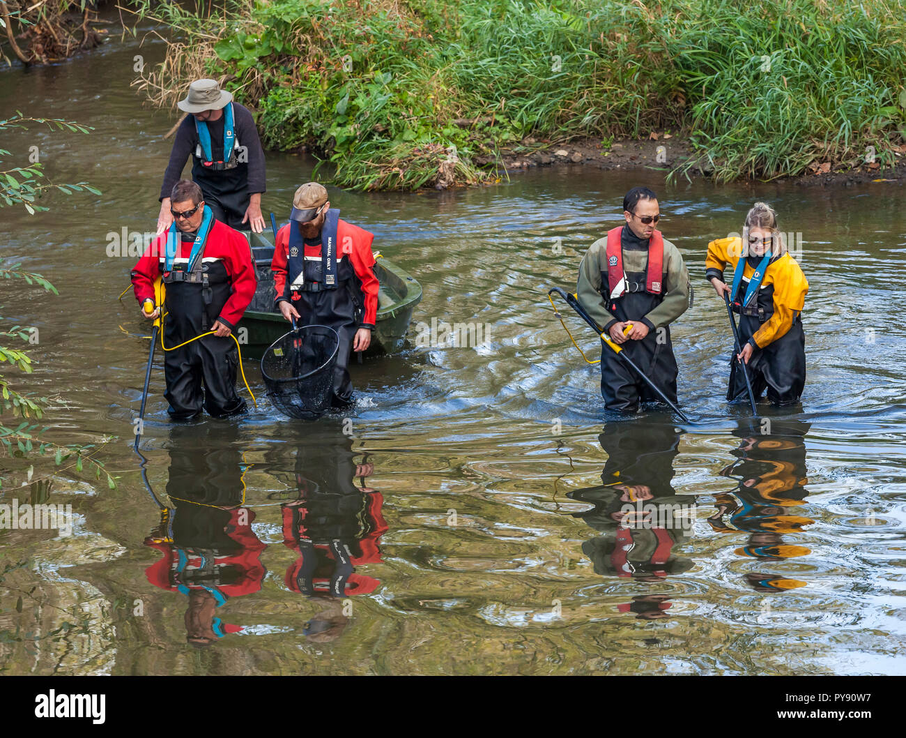 Agenzia per l'ambiente team electrofishing fiume Medway a campione delle popolazioni ittiche e raccogliere dati circa la salute del fiume. Foto Stock
