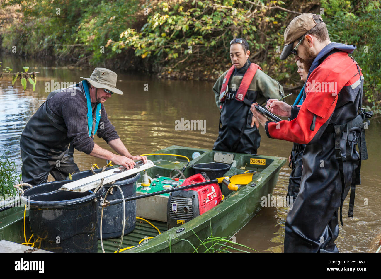 Agenzia per l'ambiente team electrofishing fiume Medway a campione delle popolazioni ittiche e raccogliere dati circa la salute del fiume. Foto Stock