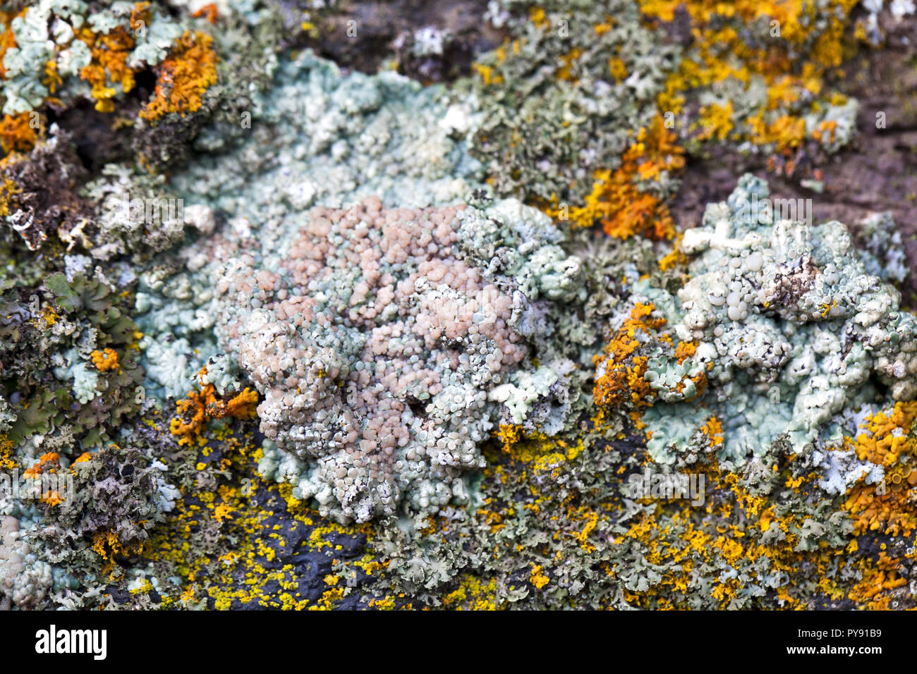 lichene Foto Stock